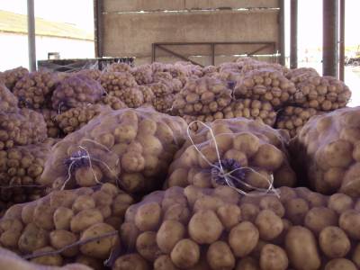 Урожай картофеля побил абсолютный рекорд Украины за годы независимости