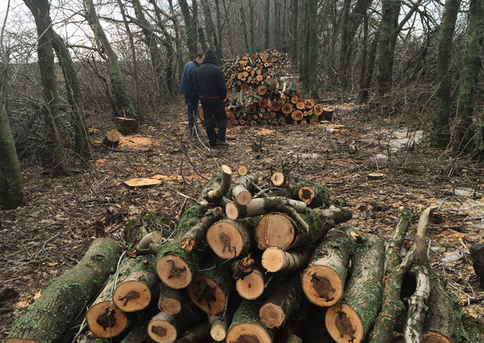 В Славянске злоумышленники вырубили 50 складометров древесины