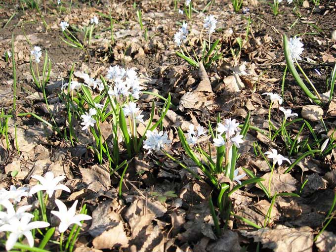 В Донецком ботаническом саду пахнет весной