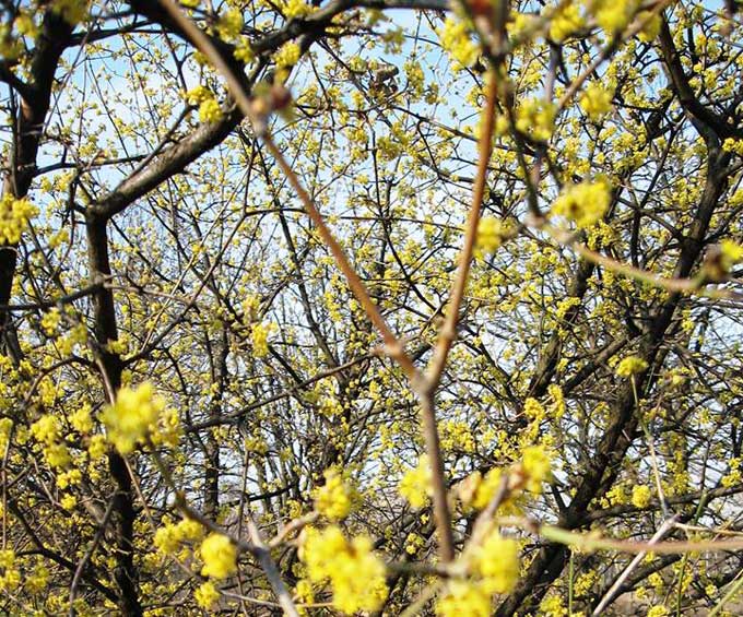 В Донецком ботаническом саду пахнет весной