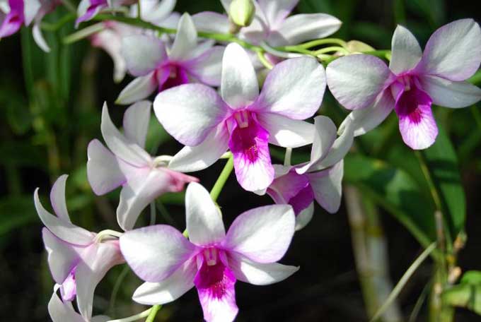 Орхидеи: видовое разнообразие и правила выращивания хрупких цветов
