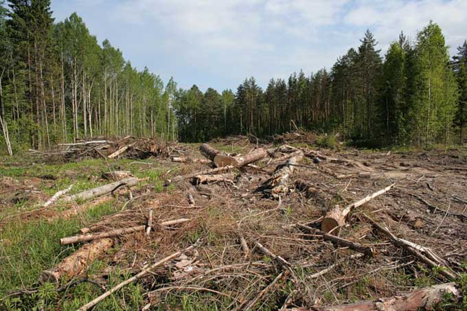 В Украине массово рубят лес
