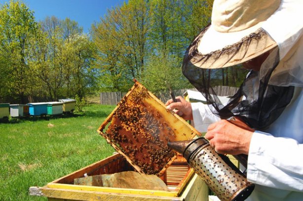 400 тысяч украинцев занимаются пчеловодством