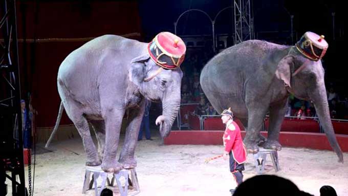 Житель Лимана ограбил циркового слона