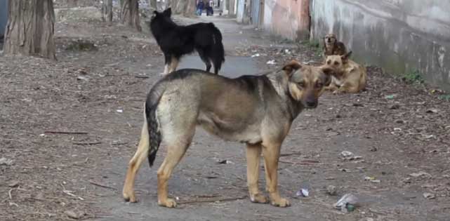 В Константиновке начали стерилизацию собак