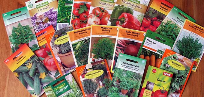 Как выбрать сорт овощной культуры: основные критерии и рекомендации