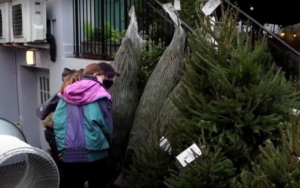 Новый год не за горами: украинцам рассказали, когда и по каким ценам начнут продавать елки