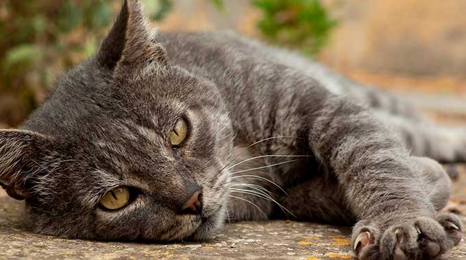 Как узнать возраст кошки по внешним признакам