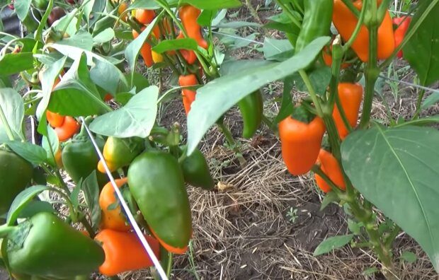 Еще успеет вырасти большим: каким самодельным средством стоит подкормить болгарский перец