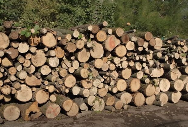 Бесплатные дрова дадут не всем: Верещук рассказала в каких областях началась раздача