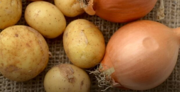 Все пойдет под откос: почему совместное хранение картофеля и лука – грубейшая ошибка