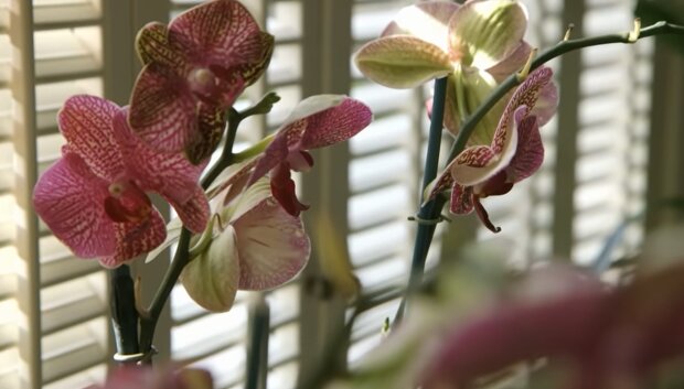 Вот почему в вашем жизни все кувырком: почему нельзя держать орхидею дома