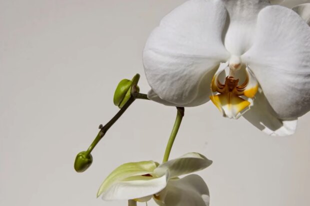 Ваше растение преобразится в момент: чем натереть листья орхидеи, чтобы оживить ее