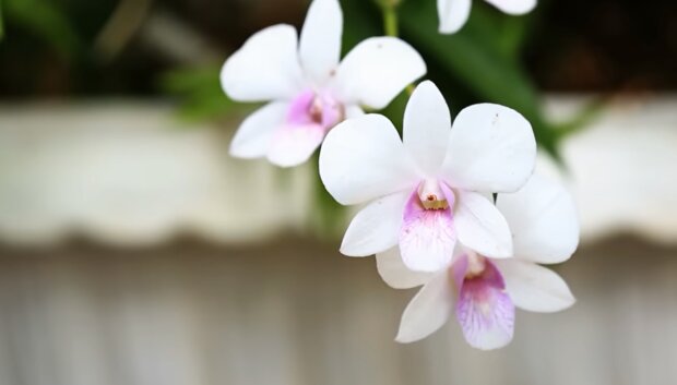 Цветы будут распускаться, словно грибы после дождя: названо самое идеальное место для орхидеи в квартире