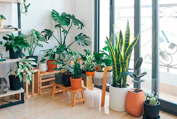 Они будут лучем света во тьме: какие комнатные растения отлично подходят для темных квартир