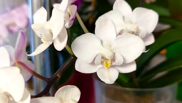 Будут цвести круглый год: как правильно ухаживать за орхидеей