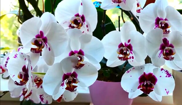 Вы не узнаете свою красавицу: что нужно предпринять, если ваша орхидея давно не цвела